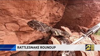 Rattlesnake Roundup [upl. by Ebba977]