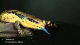 BlueTongue Lizard in SLOW MOTION [upl. by Lledal]