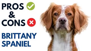 Brittany Spaniel Pros and Cons  Brittany Spaniel Advantages and Disadvantages [upl. by Enenstein]