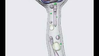 Candida albicans hyphal phenotype [upl. by Rozek]