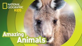 Eastern Gray Kangaroo  Amazing Animals [upl. by Wilmott]