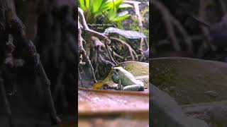 calling Phyllobates terribilis mint [upl. by Hekker239]