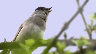 The Song amp Calls of the Blackcap [upl. by Nessah]