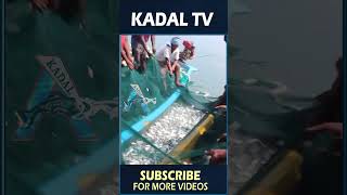 Trawling Boats and DeepSea Fishing  Fishing Shorts fish fishingvideo seafood KadalTv [upl. by Nesbitt]