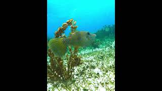 Scrawled Filefish fish filefish underwater coralreef scrawledfilefish [upl. by Walkling]