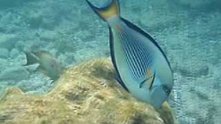 Snorkeling in Hurgahda Arabia Azur Riff [upl. by Bette-Ann66]