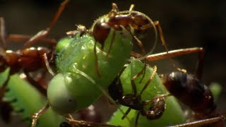 Destructor ANTS Versus BIG Headed ANTS [upl. by Atsylak167]