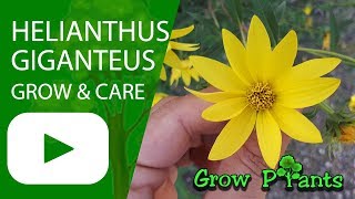 Helianthus giganteus  grow amp care [upl. by Retluoc]