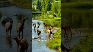 Les wapitis sont à lhonneur dans cette charmante petite ville de lAlberta short [upl. by Yggam878]