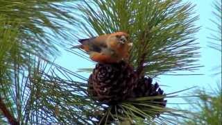 Red Crossbill ripping pine cone for seed ktbirdingcom [upl. by Eeresid]