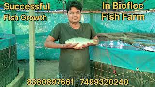 Biofloc Fish Farming  100 Fish Growth In Biofloc Tank  Biofloc Fish Culture in Bihar fish viral [upl. by Araas258]