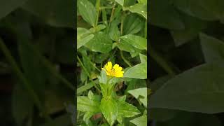 Ants and flowers of Wedelia chinensis [upl. by Demodena]