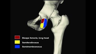 Ligaments and muscles that attach on the ischial tuberosity [upl. by Robaina168]