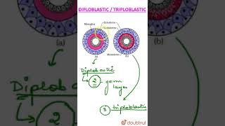 Diploblastic vs Triploblastic [upl. by Nerrot]