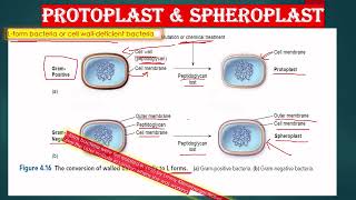 CELL WALL LESS BACTERIA AND CELL WALL DEFICIENT BACTERIA IN HINDI  L FORM SPHEROPLAST PROTOPLAST [upl. by Tirma]