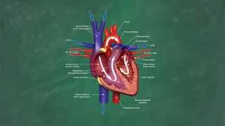 Herz amp Blutkreislauf verständlich erklärt [upl. by Enaywd897]