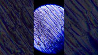 Onion under pocket microscope😱shorts viral [upl. by Upton]