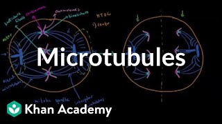 Microtubules  Cells  MCAT  Khan Academy [upl. by Aenert]