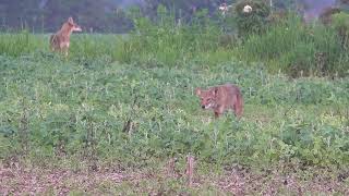 The Best Selffilmed Coyote Hunting Compilation 4K [upl. by Choong]