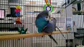 Parakeets mating budgies mating [upl. by Zita]