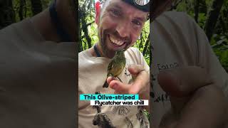 An OliveStriped Flycatcher is content with hanging out on mans hand [upl. by Hengel]