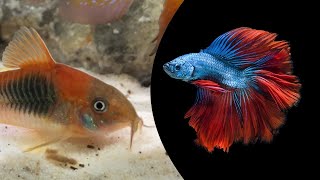 70L Dennerle Scapers Tank Freshwater Reef Episode 3 New Fish [upl. by Balsam]