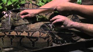 Cape Fear Serpentarium Downtown Wilmington NC 2mp4 [upl. by Elaynad]