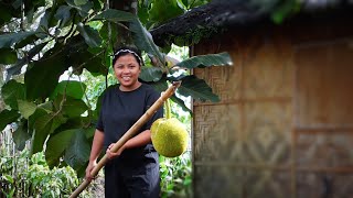 Picking MARANG FRUIT and cook it with Turmeric and Coconut Cream [upl. by Cassandre813]