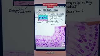 Histology Epithelial Tissue Identification [upl. by Llerdna]