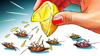 12 Natural Ways to Get Rid of Cockroaches Permanently [upl. by Graf]