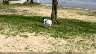 Luxating Patella Jack Russell Terrier [upl. by Alegre]