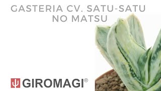 Gasteria cv SatuSatu no Matsu [upl. by Pigeon]