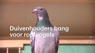 Duivenhouders bang voor roofvogels Dit is toch mijn team  RTL NIEUWS [upl. by Linzy]