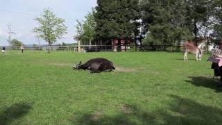 Frühlingserwachen auf Gut Aiderbichl Bayern HD [upl. by Renrew]