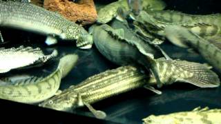 My Jurassic Bichir Fish World Part 3 [upl. by Lytton]