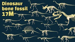 Discovery dinosaurs  Study dinosaur bone fossils  dinosaur bone collection  dinosaurs eat [upl. by Benedetta417]