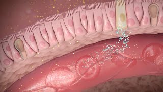 Cómo actúa la semaglutida en la pérdida de peso y la diabetes tipo 2 [upl. by Neved]