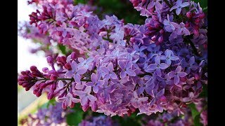 Purple Flower Lilacs  Syringa vulgaris lilac or common lilac  Indian Purple Flower Chain [upl. by Airrehs]