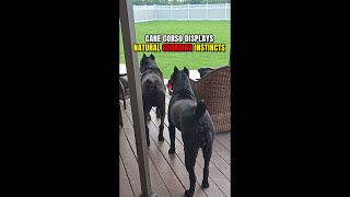 Cane Corso Guards Younger Cane Corso Natural Instincts [upl. by Aicirt]