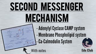 Second Messenger Mechanism Of Hormone Action  Cell Signalling  Endocrine Physiology [upl. by Mandell]