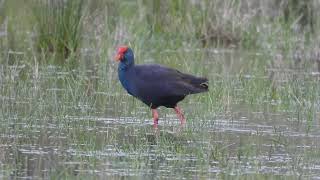 Western Swamphen Foraging [upl. by Leanor]