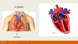 la circolazione sanguigna [upl. by Aibsel]