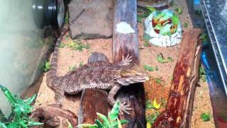 How to Bearded Dragon Care Water Misting [upl. by Aliet]