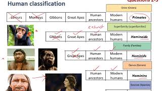 Characteristics of primates hominoids and hominins [upl. by Erikson]