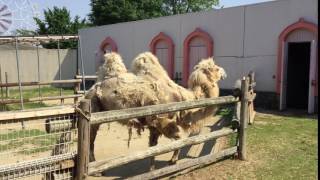 フタコブラクダのコブはプルプル 東武動物公園 2017年5月20日 [upl. by Winnick]