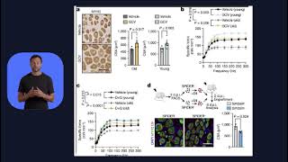 articulo senescencia actividad 2 biopatologia del Envejecimiento [upl. by Goetz834]