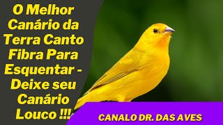 O Melhor Canário da Terra Canto Fibra Para Esquentar Deixe seu Canário Louco [upl. by Alleirbag]