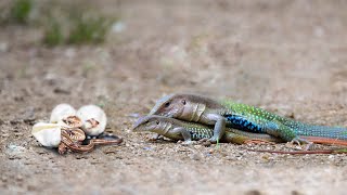 Lizard Giving Birth In The Wild [upl. by Maker]