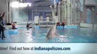 Dolphin InWater Experience at the Indianapolis Zoo [upl. by Wilscam357]