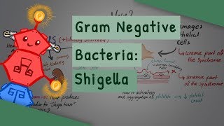 Gram Negative Bacteria Shigella [upl. by Ajan20]